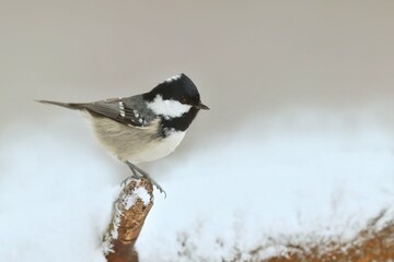 Naklejka premium A beautiful coal tit sits on the branch. Winter scene with a cute coal tit. Periparus ater. 