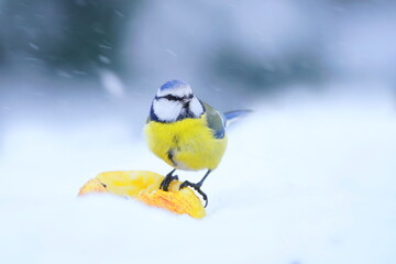 A cute blue tit sits on a yellow apple and eats. Winter scene with a a blue tit.  Cyanistes caeruleus