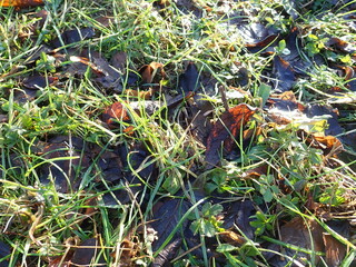 fallen leaves in a green grass