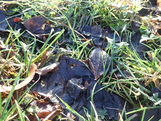 fallen leaves in a green grass