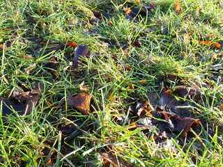 fallen leaves in a green grass