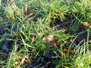 fallen leaves in a green grass