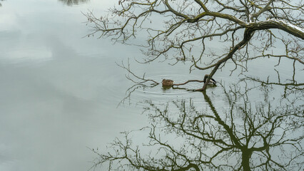 In a city pond at the end of winter, a lively flock of ducks navigates the icy waters, showcasing their resilience against the cold as they prepare for the arrival of spring.