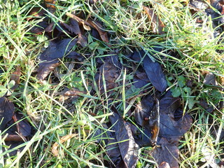 fallen leaves in a green grass
