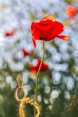 Obraz premium Close-up and macro papaveraceae or poppy family red flowers in the field, beautiful background with bokeh tones