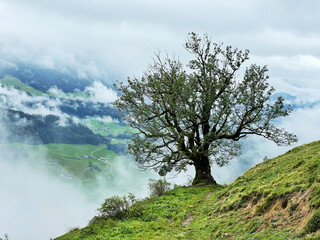 Obraz premium Ulme in herbstlichen Wolken am Brennkopf über Walchsee, Kaiserwinkl, Tirol, Alpen, Österreich