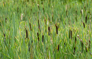 Typha latifolia, bulrush is a perennial herbaceous wetland plant in the genus Typha