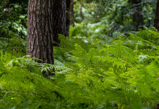 Pteridium aquilinum called bracken, brake, pasture brake in the natural environment