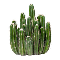 A cluster of tall, slender columnar cacti with vibrant green color and ribbed surfaces, isolated on a transparent background.
