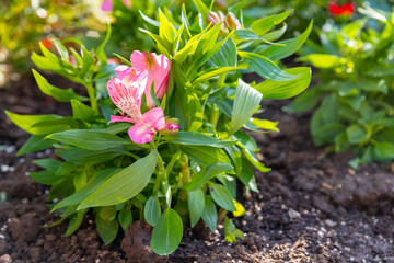 Beautiful pink flowers are flourishing vibrantly in rich, earthy soil, creating a perfect spring scenery