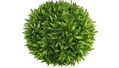Vibrant Green Spherical Bush Top View on White Background