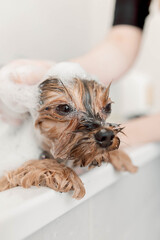 Terrier treated to a luxurious spa day with warm water, soothing care, and soft drying. A pampered pet enjoys ultimate relaxation and attention groomer foams shampoo onto dog's head