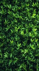 Lush green foliage covering the ground in a tranquil outdoor setting with vibrant leaves and natural beauty