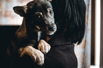 Sad dog is in a volunteer helping hands. An adoption of rescue animal. A lonely lost doggy hugs a human. The person adopts the abandoned homeless dog from a shelter. The pet misses for his dead owner