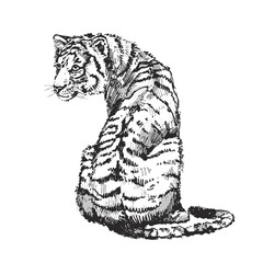 Hand-Drawn Tiger Illustration in Black and White