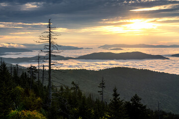 Obraz premium Summer sunrise on a foggy morning in the Great Smoky Mountains