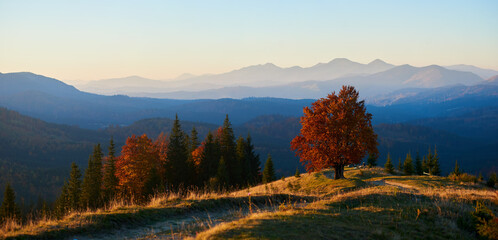 Stunning autumn landscape at dusk. Solitary tree with vibrant red leaves illuminated by setting sun. Winding path, evergreen trees, and layers of misty blue mountains under pastel sky.