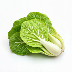 Fresh Napa Cabbage with Crisp Green Leaves