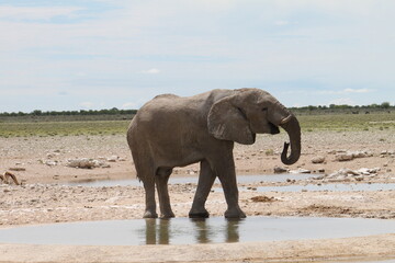 African bush elephant bull drinks at waterhole. Impressive encounter with wildlife. Springbok in background. Etosha National Park, Namibia 