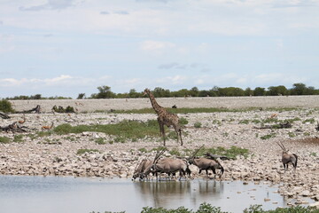 Herd of Oryx antelopes with long straight horns drink at waterhole with single Angolan giraffe and...