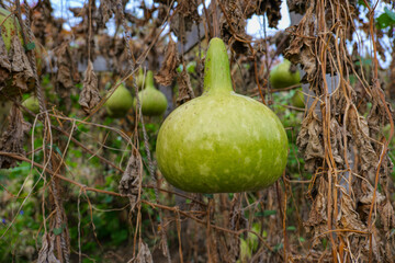 Butternut squash harvest.Ripening Green Gourd Hanging. Green pumpkins and brown withered leaves in...