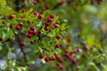Crataegus monogyna common one-seed hawthorn hawberry with red ripened fruits on tree branches