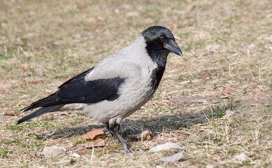 Obraz premium crow on the ground