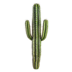 Naklejka premium A classic tall Saguaro cactus with two arms, isolated on a transparent background. The cactus has a deep green color with ribbed texture and small spines running along its surface.