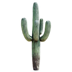 A classic tall Saguaro cactus with two arms, isolated on a transparent background. The cactus has a deep green color with ribbed texture and small spines running along its surface.