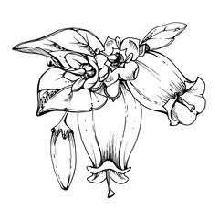 Blueberry white bell flower and bud with plant leaves, hand drawn in ink vector, inflorescence wildflower botanical illustration. Isolated buttonhole composition. Scrapbooking, wedding, florist shop