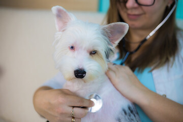 A female veterinarian uses a stethoscope to examine a small white dog at home. The veterinarian provides professional care and takes care of the pet's well-being in a comfortable environment.