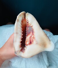 sea shell on blue background