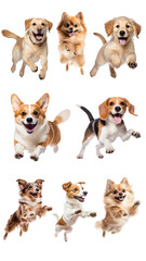 Fototapeta premium Happy jumping dogs png element set on transparent background
