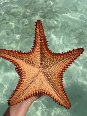 starfish in the water