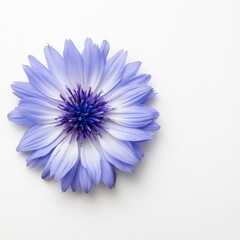 Obraz premium Delicate Light Blue Flower on White Background