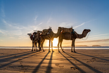 Views around Essaouira a port town in Morocco Sunset