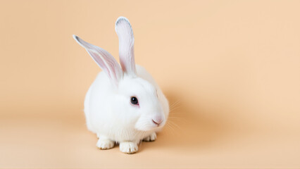 Obraz premium Cute white bunny on isolated peach background colors