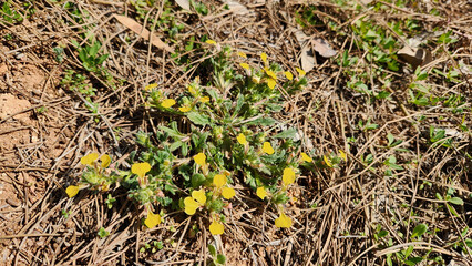 Ground-pine (Ajuga chamaepitys), one of the early wildflowers of spring, meets the sun under a pine tree.