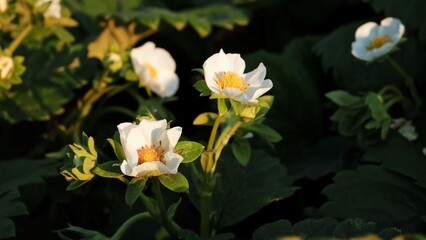Blooming strawberry plant close-up. Lots of beautiful white flowers of flowering strawberries in...