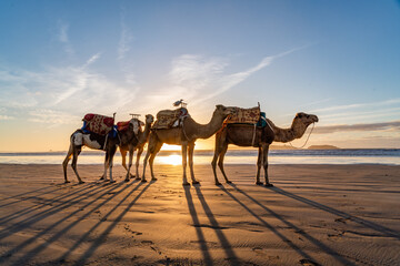 Views around Essaouira a port town in Morocco Sunset