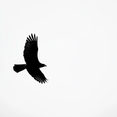 Fototapeta premium Black Bird of Prey Silhouette Soaring in the Sky