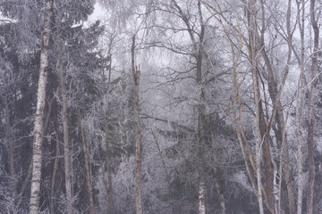 Obraz premium By the Olterudelva Valley, Toten, Norway, a day of February.