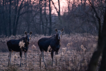 Majestic woodland wanderers A pair of Moose stand watchfully at dusk, their imposing silhouettes...
