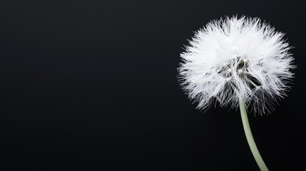 Obraz premium White Dandelion Against Black Background