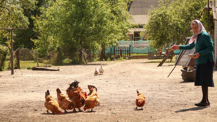 An elderly woman in a rural setting feeding chickens with grain, surrounded by a farm environment. She wears a traditional apron and headscarf © tanitost