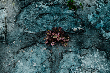 tiny purple plant in old stone wall medieval concept natural  background or wallpaper