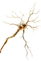 Fototapeta premium Isolated Golden Neuron Cell