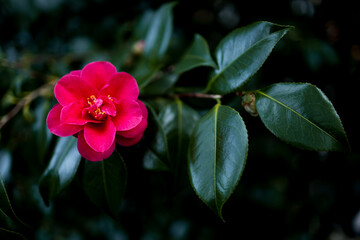 Vibrant pink Japanese camellia flower amidst lush green leaves in tranquil garden setting
