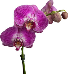 pink purple orchid isolated png