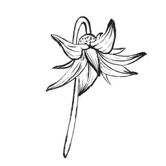 Black and white vector drawing of a tomato flower. Suitable for botanical illustrations, packaging, logos, prints, designs, and educational materials.